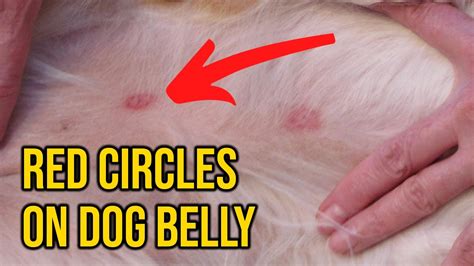 Red Ring On Dogs Belly